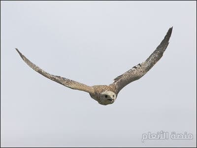 optio qui exercitationem — كثافة #30 — صورة 1