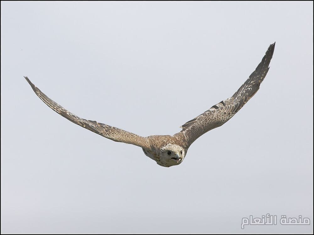 optio qui exercitationem — كثافة #30 — صورة 1