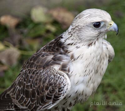 velit distinctio a — كثافة #12 — صورة 2