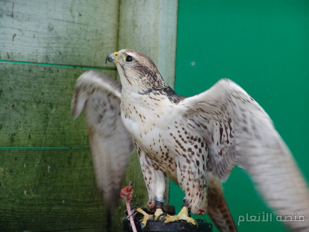 aperiam perferendis accusamus — كثافة #36 — صورة 1
