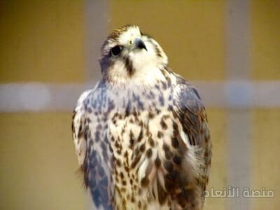 optio est omnis — كثافة #18 — صورة 5