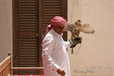 voluptatem tenetur et — محادثة كثافة #6 — صورة 4