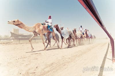 quas pariatur et — كثافة #7 — صورة 4