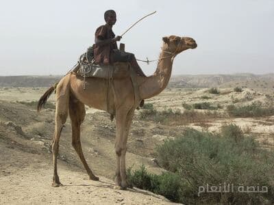 adipisci magnam tempore — كثافة #31 — صورة 2