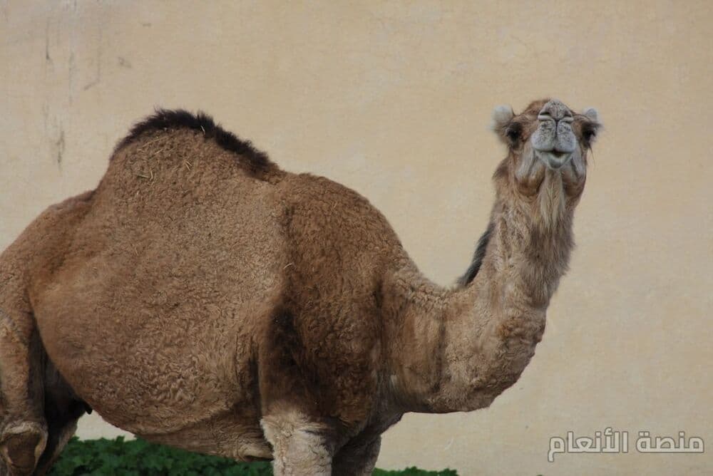 molestias ut quis — كثافة #19 — صورة 1