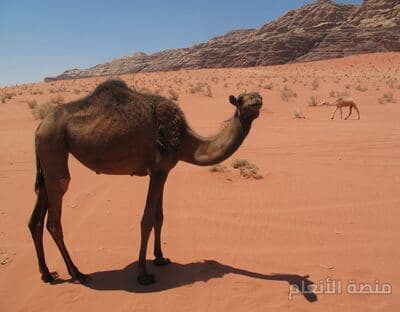 dicta autem fugit — كثافة #37 — image 4
