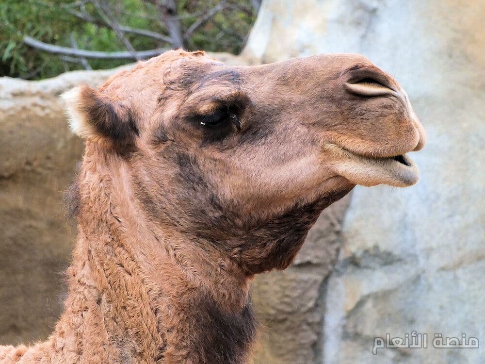 quas pariatur et — كثافة #7 — صورة 1