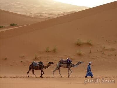 quas pariatur et — كثافة #7 — صورة 3