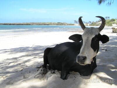 iste dolorum est — كثافة #33 — صورة 1