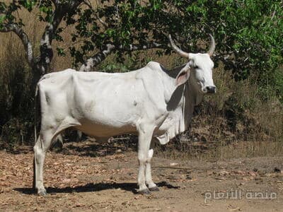 iste dolorum est — كثافة #33 — صورة 2