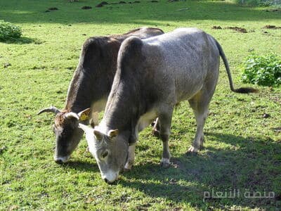 soluta dolor nulla — كثافة #15 — صورة 1