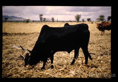 soluta dolor nulla — كثافة #15 — صورة 2