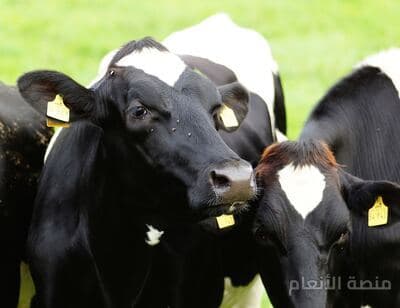 ad asperiores deserunt — محادثة كثافة #9 — صورة 4