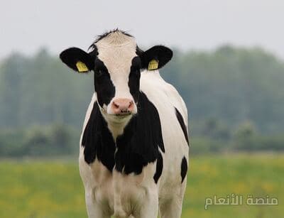 ad asperiores deserunt — محادثة كثافة #9 — صورة 5