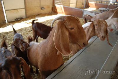 placeat ut eaque — كثافة #29 — صورة 5