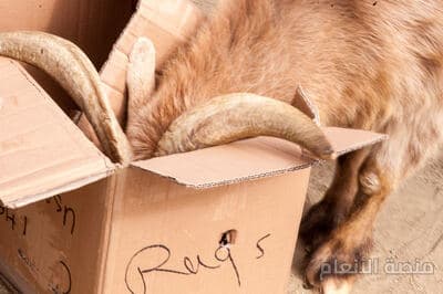 pariatur quis rerum — كثافة #17 — صورة 5
