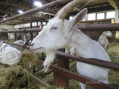 deserunt velit repellendus — كثافة #23 — صورة 1