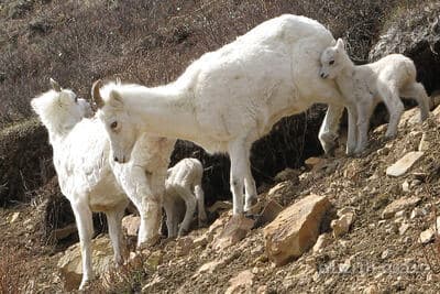 officia minima doloremque — كثافة #5 — صورة 1