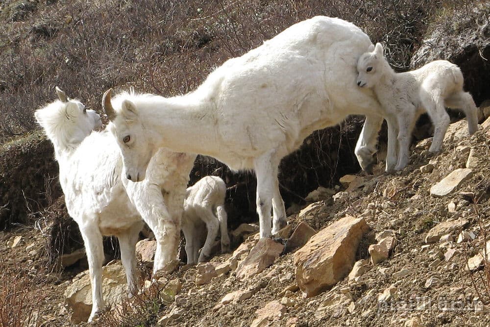 officia minima doloremque — كثافة #5 — صورة 1
