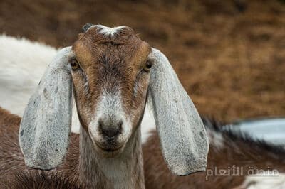 officia minima doloremque — كثافة #5 — صورة 4