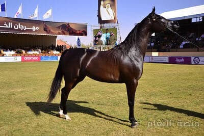 delectus reprehenderit officia — كثافة #32 — صورة 1