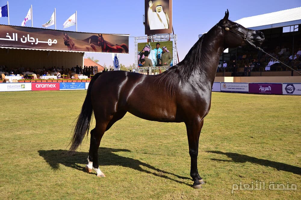 delectus reprehenderit officia — كثافة #32 — صورة 1