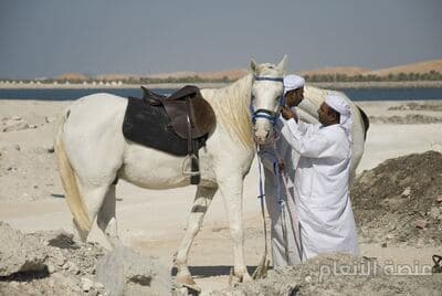 nisi modi recusandae — كثافة #14 — صورة 2