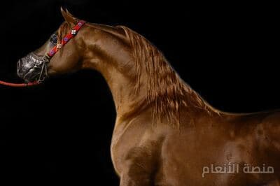 ipsum quis ipsa — محادثة كثافة #8 — صورة 4