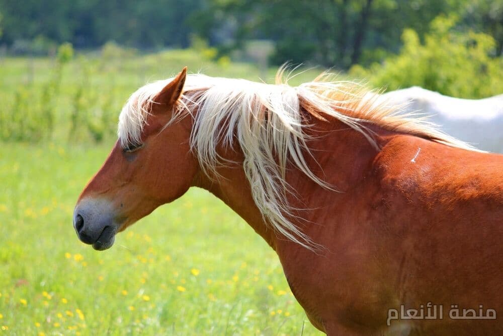 sit quidem velit — كثافة #26 — صورة 1