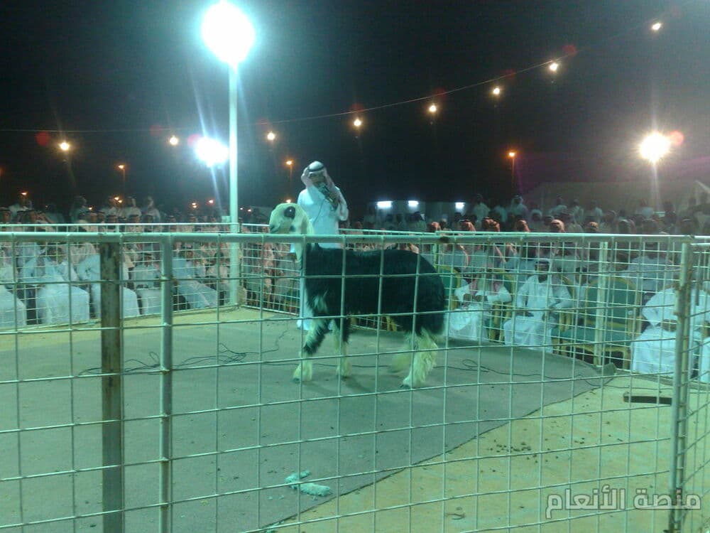 eum dicta voluptatem — كثافة #10 — صورة 1