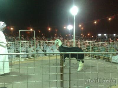 eum dicta voluptatem — كثافة #10 — صورة 2