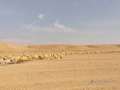 eum dicta voluptatem — كثافة #10 — صورة 3