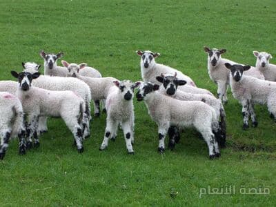 sit labore ducimus — كثافة #34 — صورة 1