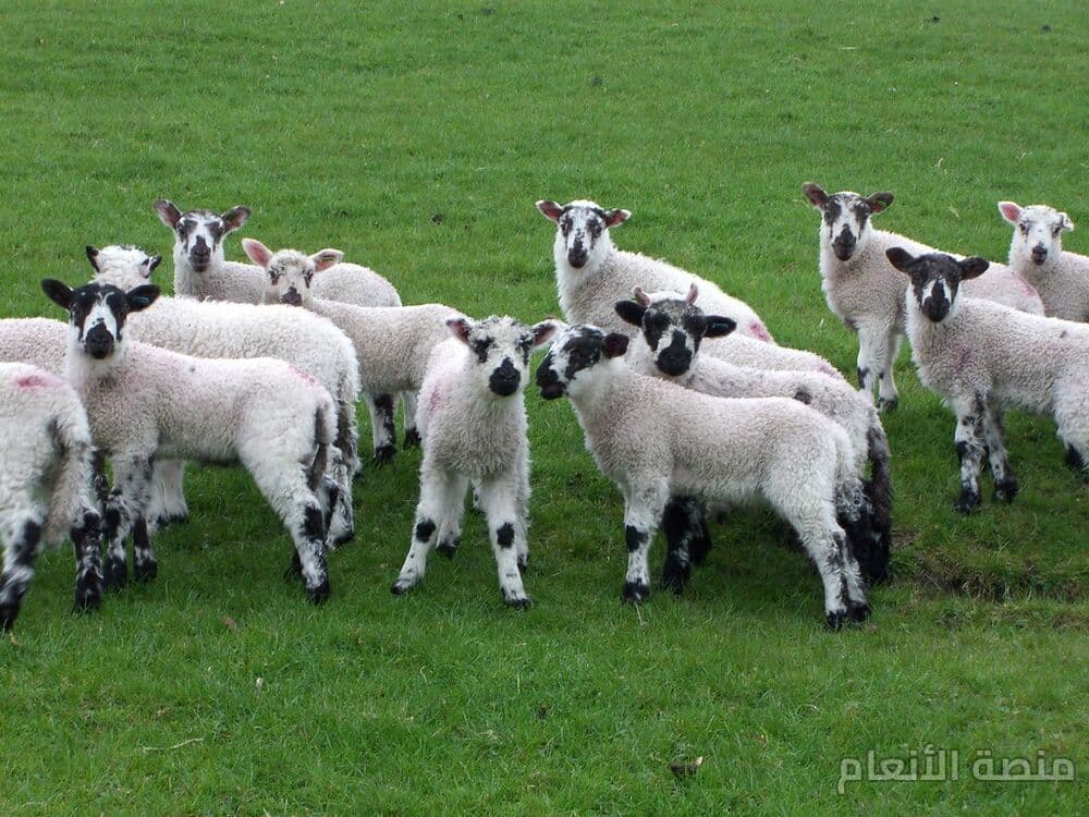sit labore ducimus — كثافة #34 — صورة 1