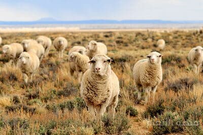 voluptatum natus quod — محادثة كثافة #4 — صورة 2