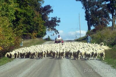 fuga consequatur dolorum — محادثة كثافة #10 — صورة 4