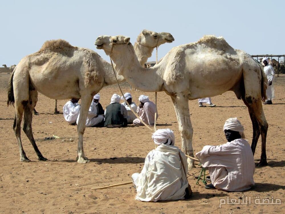 adipisci magnam tempore — كثافة #31 — صورة 1